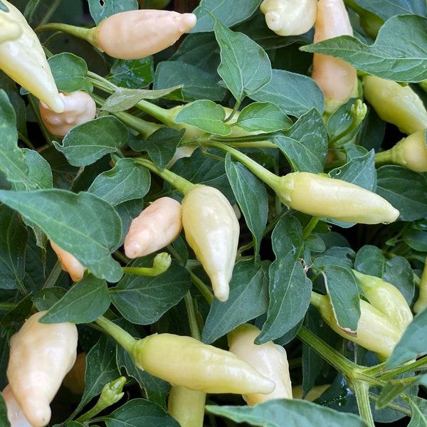 Inca Peach Drop Chili Samen ertragreiche Sorte aus Peru mit fruchtiger Schärfe 10 Samen 10 Seeds