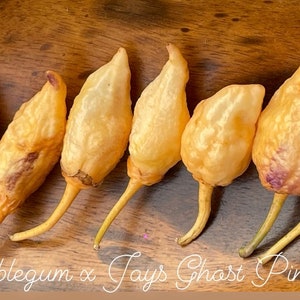 Może przedstawiać: Siedem suszonych papryczek 7 Pot Bubblegum x Jay's Ghost Pink Purple na drewnianej powierzchni.