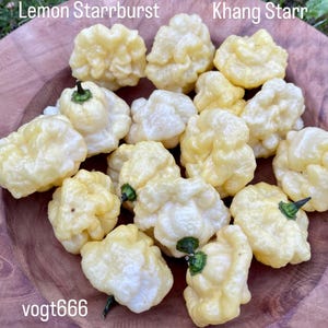 Lemon Starrburst Chili Seeds fruity variety aka KS Lemon aka Khang Star
