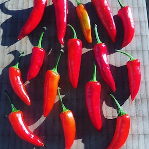 Hungarian Hot Wax Chili 15 seeds high yielding medium hot variety from Hungary Seeds