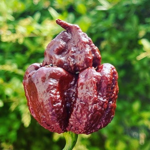 Trinidad Scorpion Moruga Choco Chili Seeds super hot chili variety 2 000 000 SHU