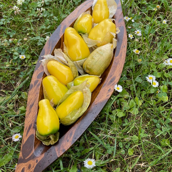 25 graines Tomatille Reine de Malinalco (Physalis ixocarpa) exotique fruitée sucrée