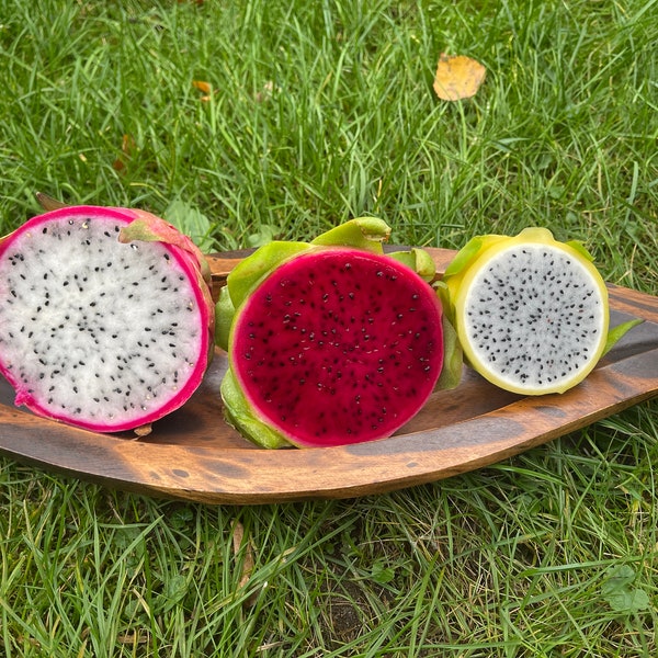 Drachenfrucht Dragonfruit Rot Lila Gelb je 10 Samen Pitahaya Obstsamen Kaktus Seeds