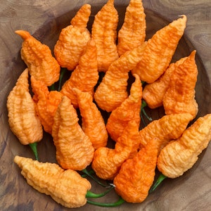Bhut Jolokia Orange Chili 15 Seeds super hot chili from India Ghost Pepper Naga Jolokia 15 Seeds