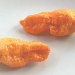 Bhut Jolokia Peach Chili 15 seeds super hot chilli variety Ghost Pepper Seeds