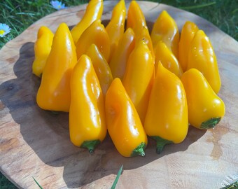 Snack Paprika Gelb 20 Samen süße frühreife Sorte zum snacken gelb yellow 20 Seeds