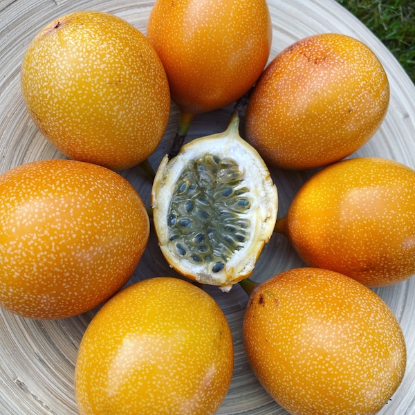 Granadilla Gigante 15 Semillas Passiflora Ligularis Maracuyá Maracuyá