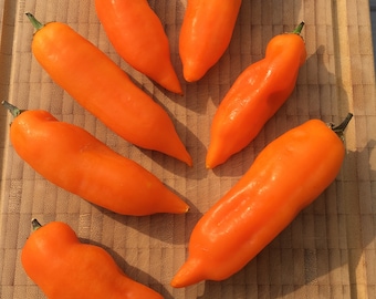 15 Aji Amarillo chili seeds fruity chili from Peru very productive c. Baccatum 15 Seeds