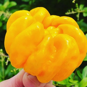 Habanero Big Sun Chili Seeds très grande variété productive très chaude 10+ graines