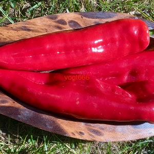 15 Ramiro Paprika seeds sweet giant old Hungarian pointed pepper variety