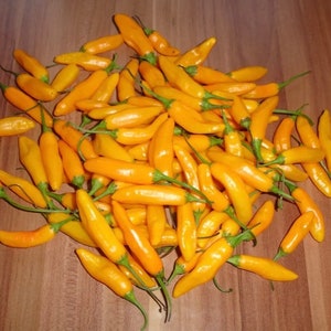 Cito Chili Seeds High Yielding Variety From Peru Very Rare Seeds