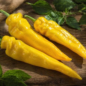 Könnte beinhalten: Drei leuchtend gelbe Paprika mit grünen Stielen liegen auf einer Holzoberfläche, umgeben von grünen Blättern. Die Paprika haben eine leicht runzelige Textur und eine spitz zulaufende Form, was auf eine frische Ernte hindeutet.