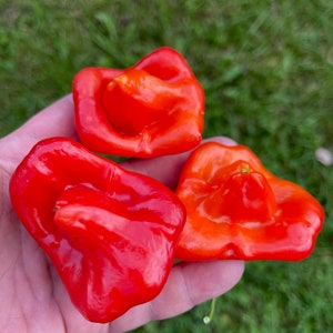 Könnte beinhalten: Drei leuchtend rote Paprika mit einer einzigartigen, faltigen Form werden in einer Hand vor einem Hintergrund aus grünem Gras gehalten. Die Paprika variieren leicht in der Schattierung und zeigen ihr frisches, natürliches Aussehen. Das Bild hebt die Textur und Farbe der Paprika hervor.