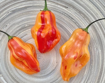 Zebrange Chili Seeds beautiful striped chili Capsicum Baccatum Seeds