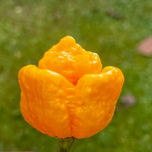 Trinidad Scorpion Moruga Yellow 15 seeds super hot chilli variety 2 000 000 SHU Seeds
