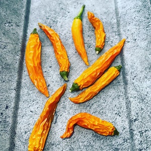 Thai orange Hot Chili seeds high yielding variety from Thailand with moderate spiciness 10 seeds 10 seeds