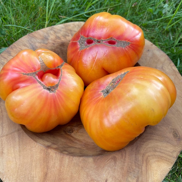 Ananas Tomate Tomatensamen süße leckere XXL Fleischtomate bis 450g Seeds