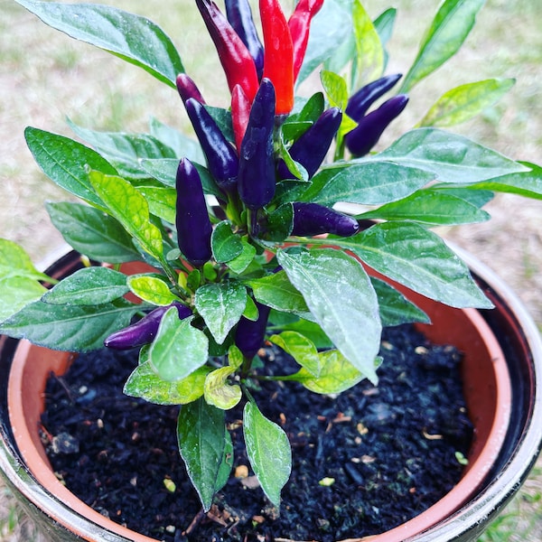 Purple Pepper Chili Samen sehr dekorative Pflanze schöne Farbspiel Purple Cluster 10 Seeds