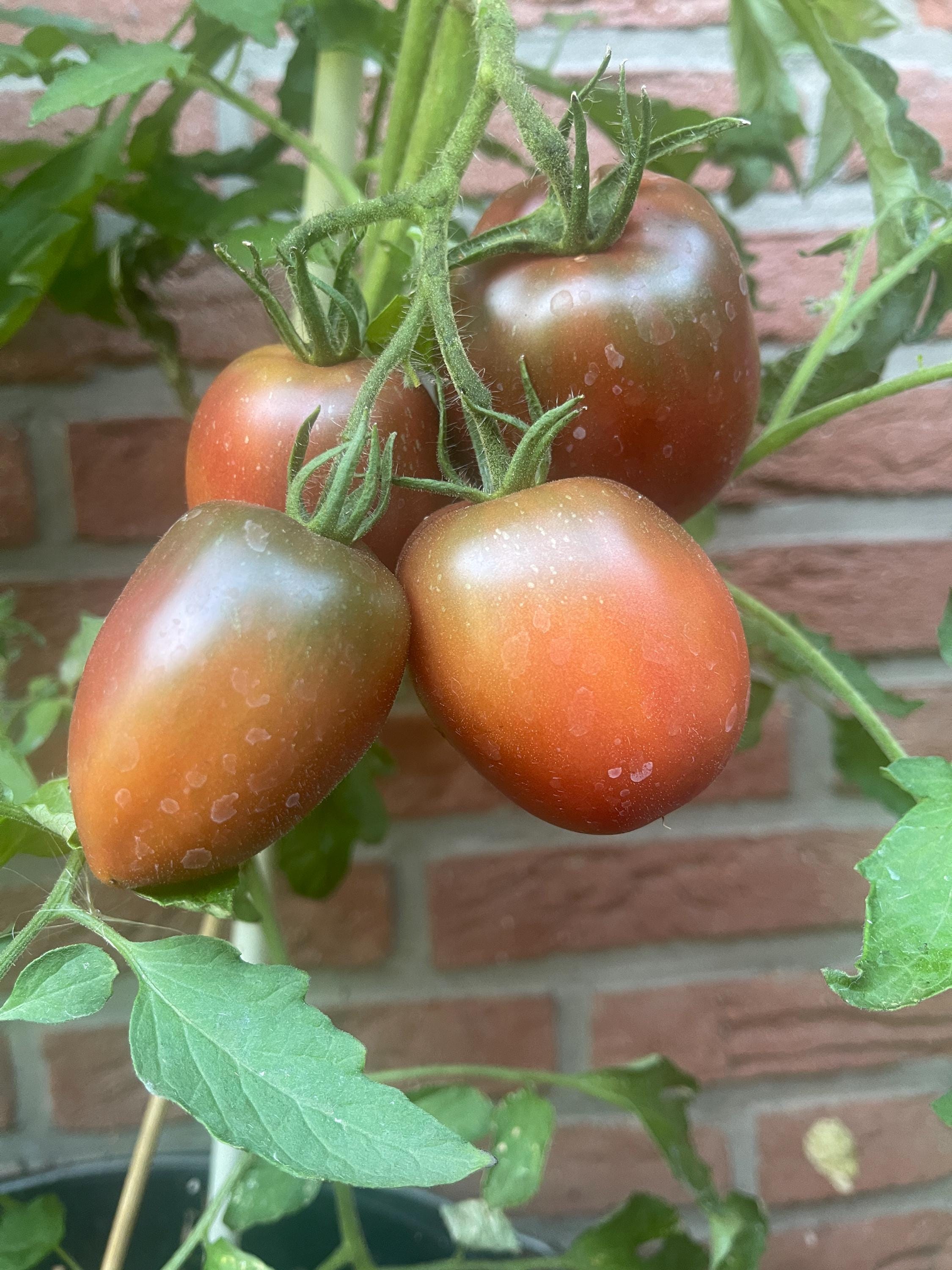 Pomodoro Marmande, Pomodori Italiani Su Un Fondo Di Legno Fotografia - Foto 9