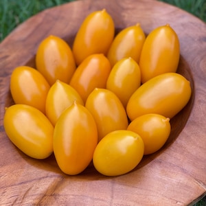 Organza oranje Roma-tomaatzaden zoete, fruitige, hoogproductieve variëteit