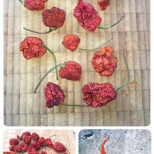 Carolina Reaper 10 grams whole dried chili, hottest chili in the world HOT