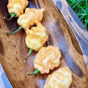 Könnte beinhalten: Fünf leuchtend orangefarbene Habanero-Paprikaschoten auf einer Holzplatte. Die Paprikaschoten sind runzelig und haben eine glänzende Oberfläche.