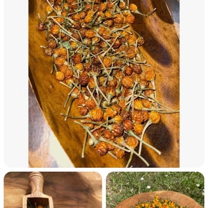 Aji Charapita 1.5 grams of dried wild chili from Peru most expensive chili