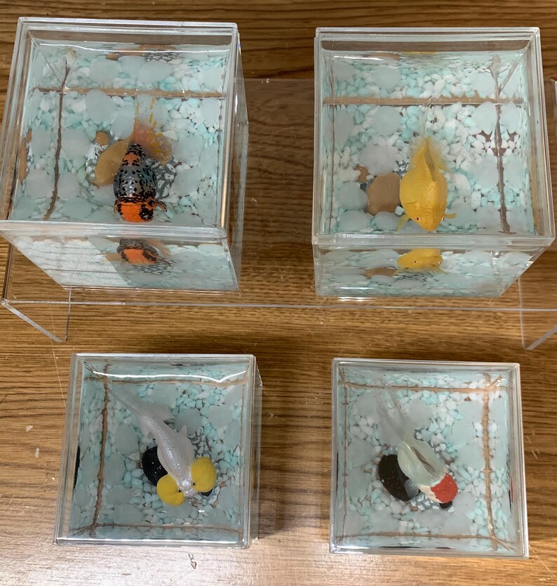 Photo inspiration: Active Fish For Triangle Aerariums With Goldfish Reference: My Forever Pet Goldfish Vol 2 With Solar Rocks