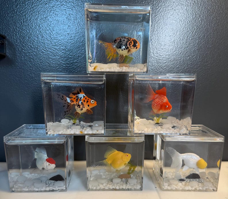 Photo inspiration: Very Large Square Fish Tanks For Goldfish Reference: My Forever Pet Goldfish Vol 2 With Solar Rocks