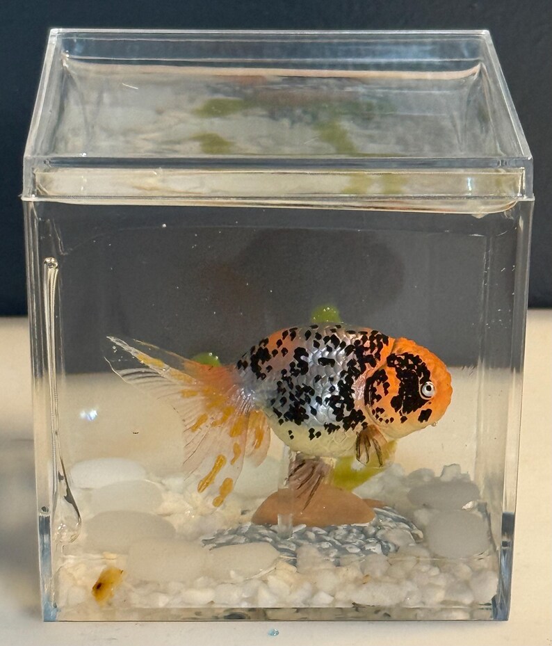 My Forever Pet Goldfish Vol 2 With Solar Rocks - Etsy