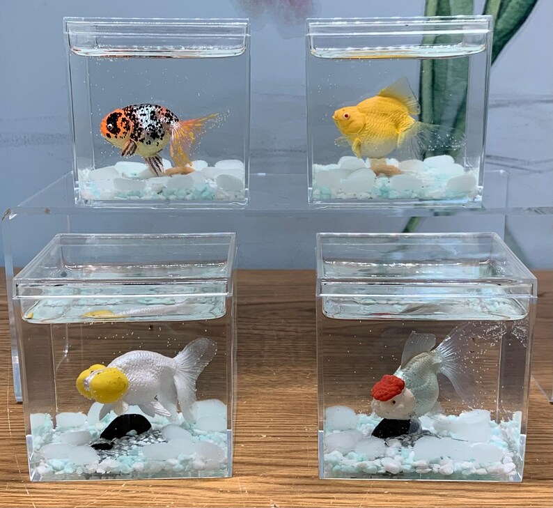 Photo inspiration: My Forever Pet Goldfish Vol 2 With Solar Rocks Photo Inspiration