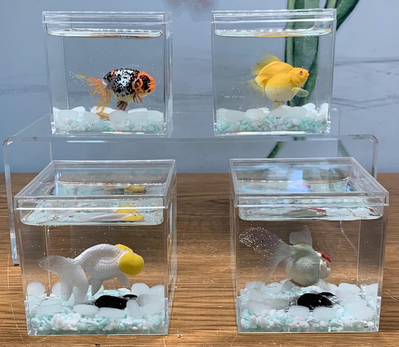 View of My Forever Pet Goldfish Vol 2 With Solar Rocks - Etsy