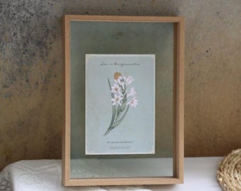 Könnte beinhalten: Ein Holzrahmen mit einer Glasfront zeigt eine Vintage-botanische Illustration einer weißen Blume mit gelber Mitte. Die Illustration trägt den Titel "Iris x Byzantina" und enthält den Text "Bot. Gard. de l'Univ. de Grenoble".