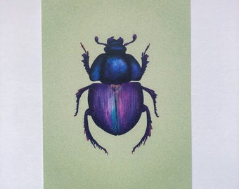 Bugs postcard postcard beetle illustration blank beetle BugNo5