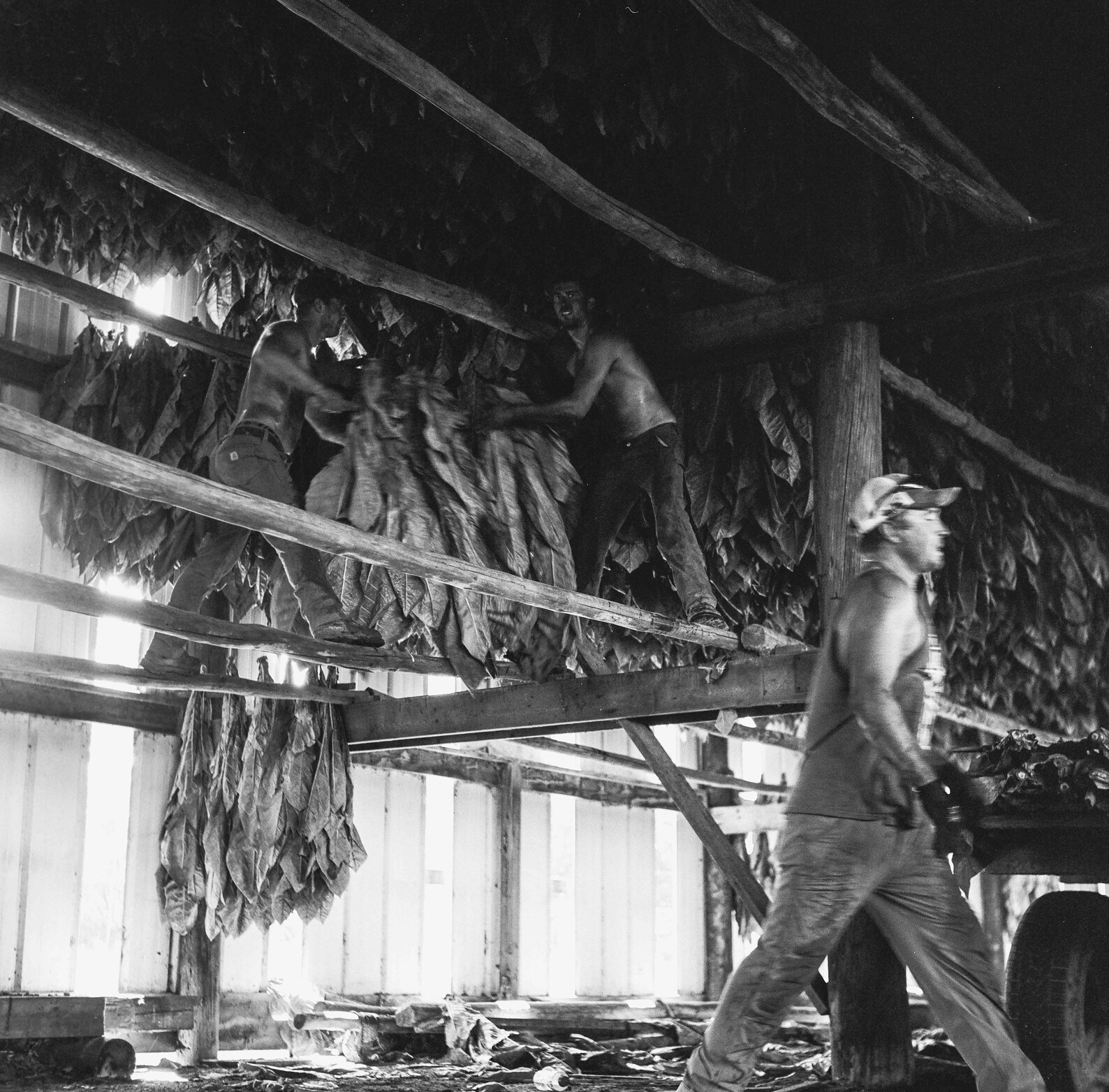 Edgerton WI Tobacco Harvest on the Sayre Farm 2020 Print 7 Etsy