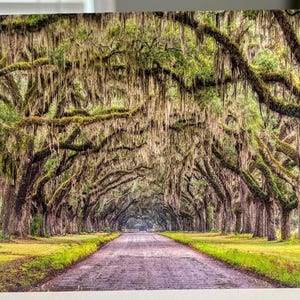 Savannah Notecards, Cards, Georgia, Forsyth Park, Bonaventure Cemetery, Wormsloe Historic Site, Savannah, Gordon Street, Gift