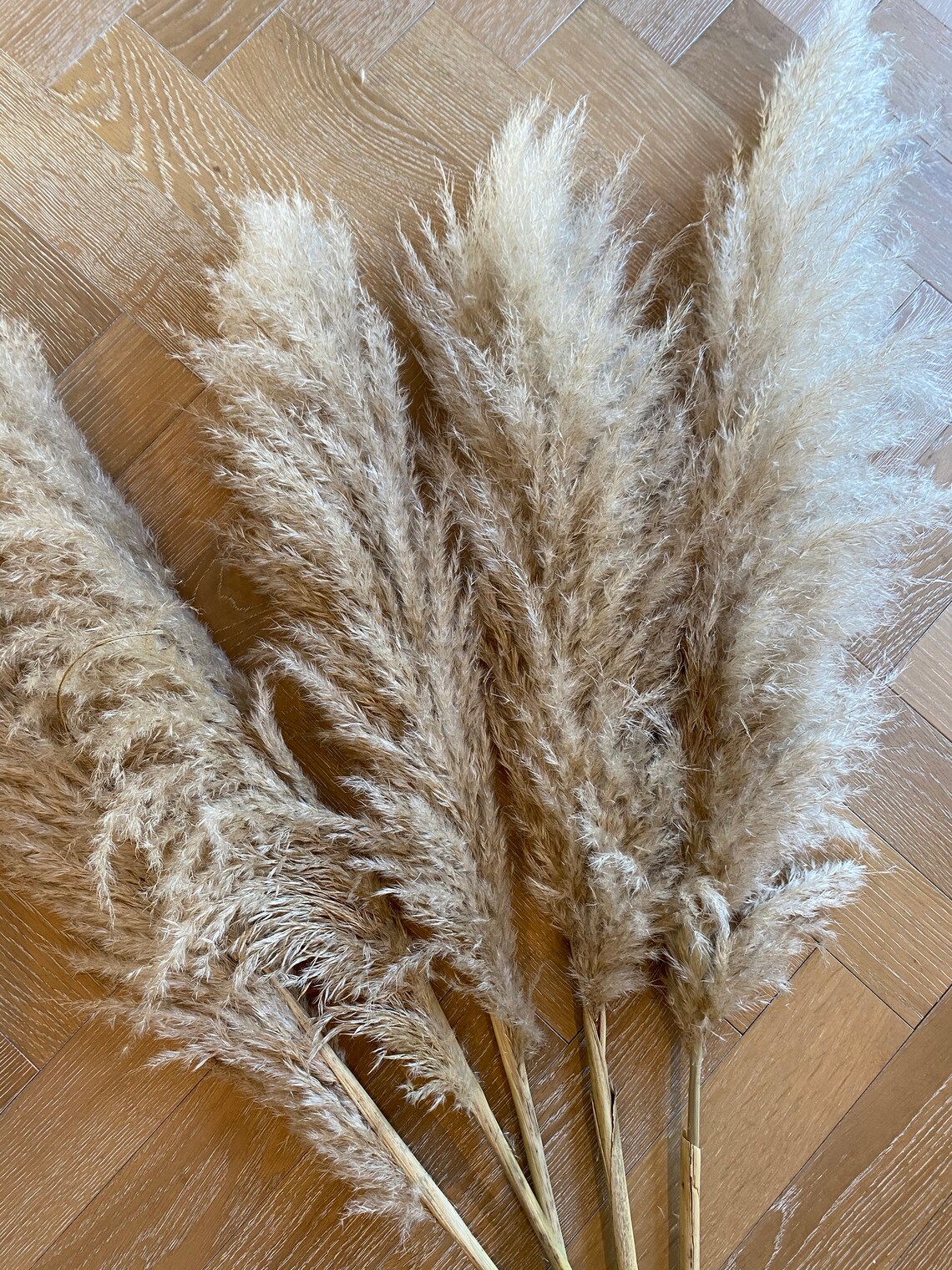 Stunning Large Cream Pampas Grass Plumes. Save on Larger Quantities