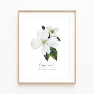 Virginia State Flower Fine Art Print, Dogwood Flower Wall Art, Dogwood Painting, Christmas Gift, Moving Gift, Travel Souvenir, Floral