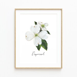 Puede incluir: Una impresi&oacute;n enmarcada de una flor de cornejo blanca con hojas verdes. La impresi&oacute;n tiene la palabra "Dogwood" escrita en cursiva debajo de la flor.