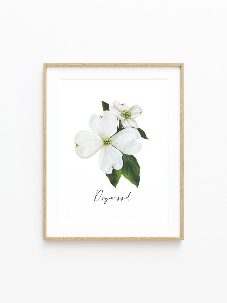 Puede incluir: Una impresi&oacute;n enmarcada de una flor de cornejo blanca con hojas verdes. La impresi&oacute;n tiene la palabra "Dogwood" escrita en cursiva debajo de la flor.