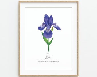 Tennessee Iris, State Flower Painting, Fine Art Print, Wall Decor