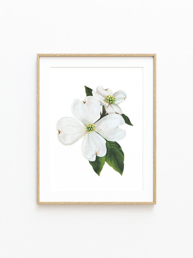 May include: A framed watercolour painting of a white dogwood flower with green leaves. The flower is in bloom and has a delicate, feminine appearance.