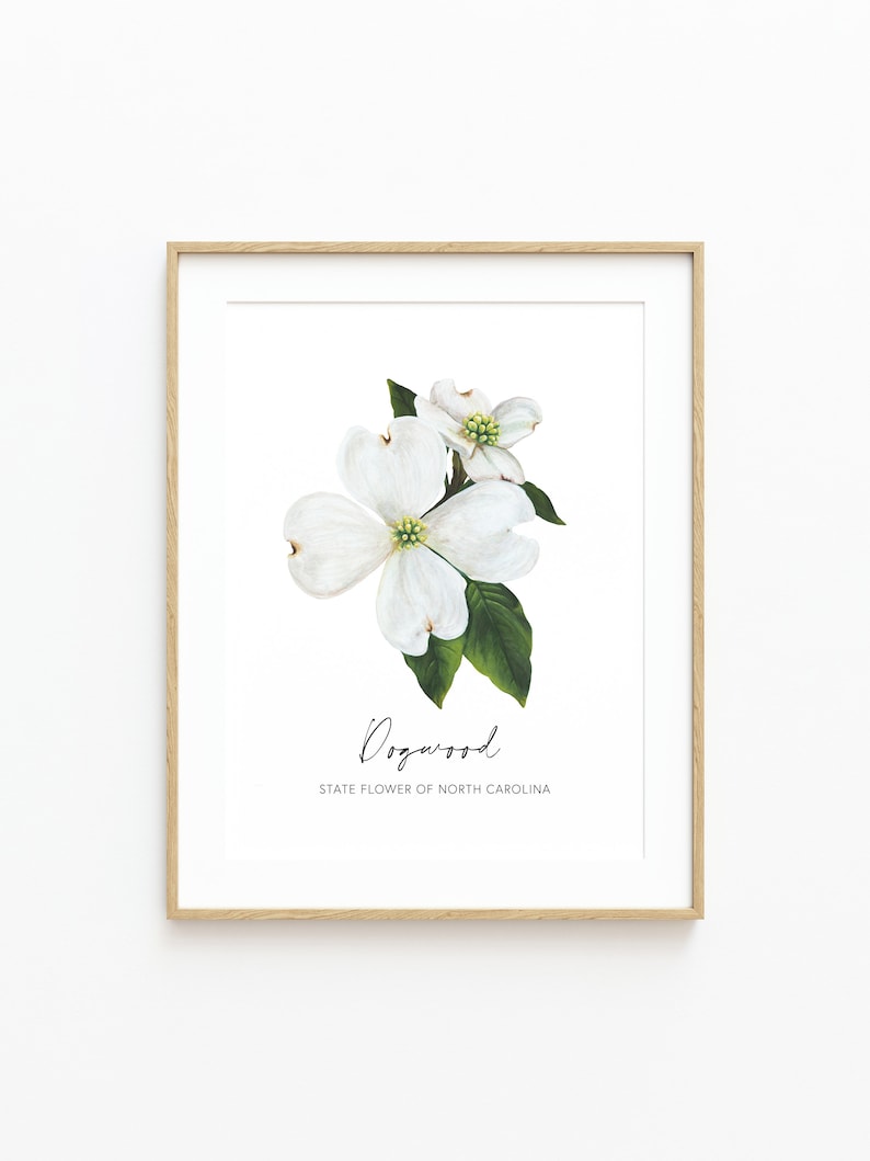 Puede incluir: Una impresi&oacute;n enmarcada de una flor de cornejo blanca con hojas verdes. El texto "Dogwood" y "State Flower of North Carolina" est&aacute; debajo de la flor.