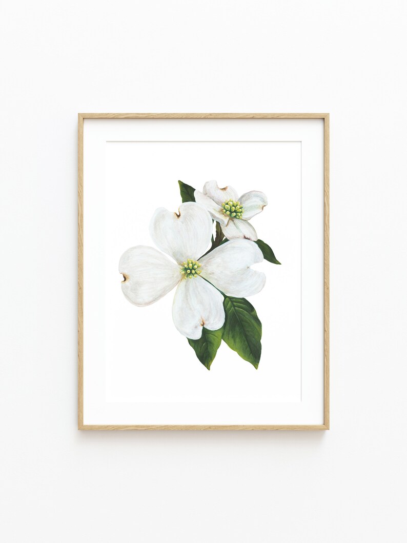 Puede incluir: Una pintura de acuarela enmarcada de una flor de cornejo blanco con hojas verdes. La flor est&aacute; en flor y tiene una apariencia delicada y femenina.
