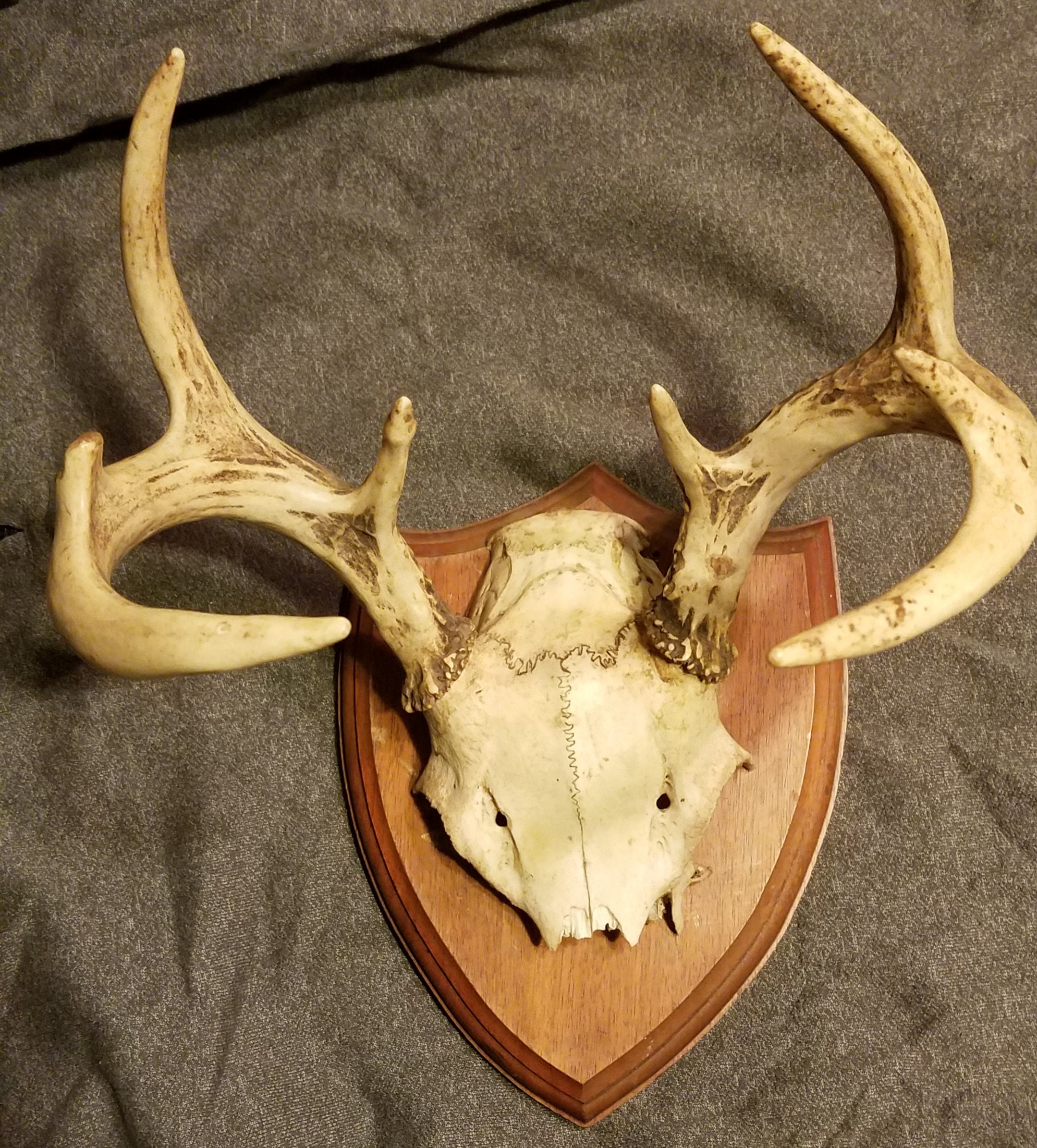 Very old Deer antler scull plate on plaque Etsy
