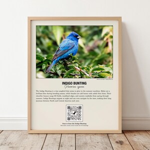 Op de afbeelding: Een ingelijste educatieve print met een felblauwe Indigo-gors zittend op een groene tak. De tekst bevat de naam van de vogel, wetenschappelijke classificatie, beschrijvende feiten, een QR-code en fotocredit in een lichtgekleurde lay-out.
