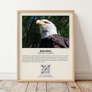 Bald Eagle Interactive Bird Guide | Printable Bird Profile | QR Code Bird Song | Bird Identification | Homeschool Families