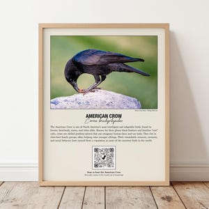 Printbare afbeelding van de Amerikaanse kraai | Vogelgids met QR-code | Vogelzang | Digitale download | Vogelmuurdecoratie | Natuurstudie voor thuisonderwijs