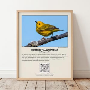 May include: A framed educational print featuring a bright yellow Northern Yellow Warbler perched on a dark branch against a blue sky. The text includes the bird's name, a descriptive paragraph, a QR code, and the caption Scan to hear the Northern Yellow Warbler.