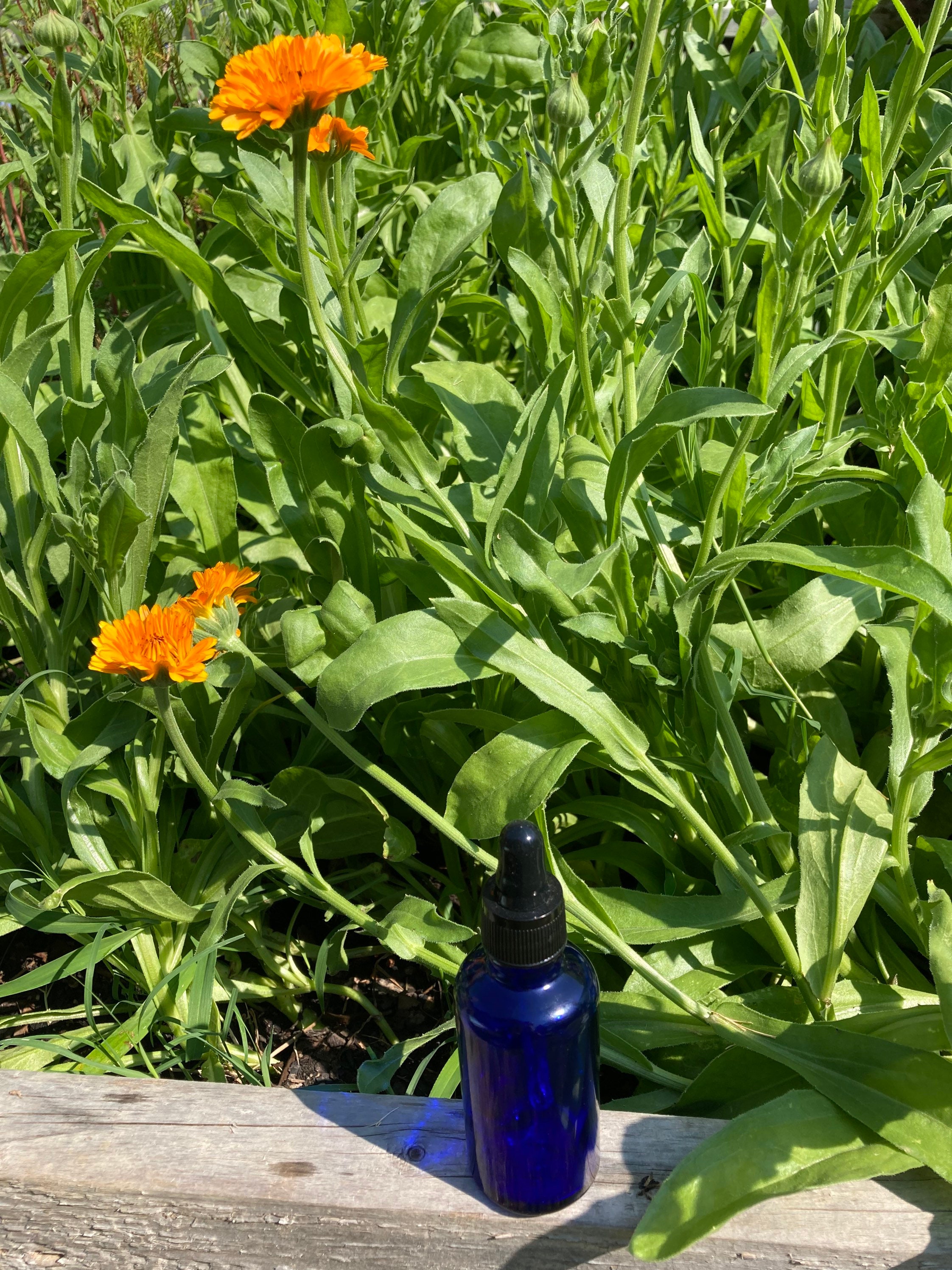 Calendula Tincture Etsy